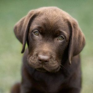 Meet your Posher, Kyra